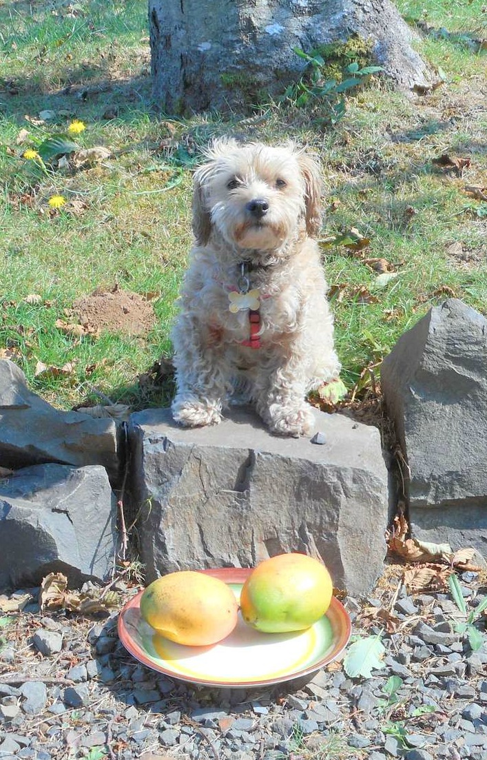 Mangoes and other tasty fruits and vegetables for dogs are guaranteed doggy nutrition!