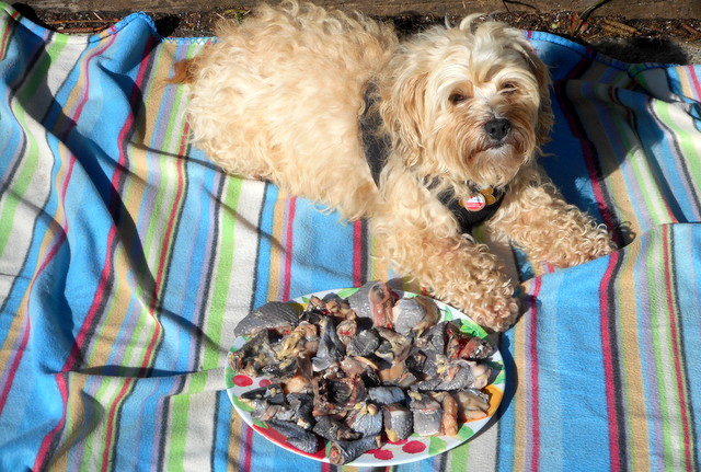 Nimble's meaty chicken bones scrub her clean dog teeth