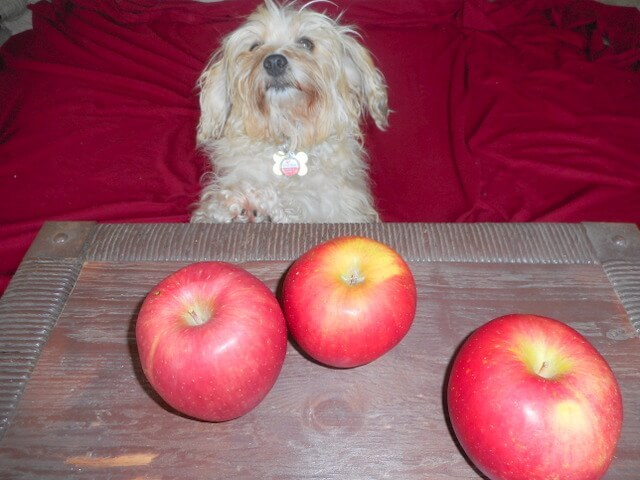 There's sooo many wonderful fruits and vegetables for our dogs to choose from!