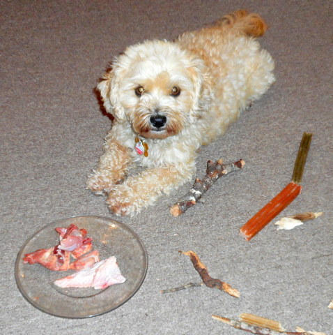 Nimble loves her meaty chicken dog bones!