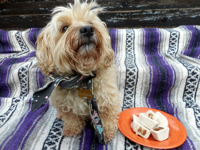 Nimble shares most of her home made yogurt treats she's showing you here.  She understands about feeding dogs yogurt in moderation