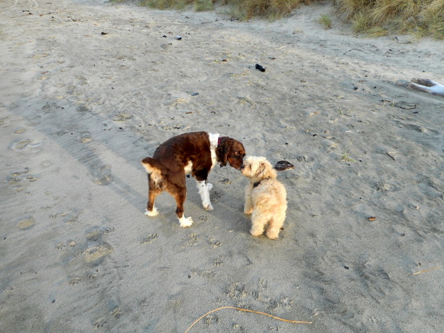 A healthy dog food diet including a little plain organic yogurt makes for two happy, playful dogs...Nimble and her friend.