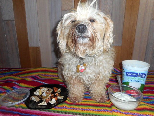 Nimble eats these sweet potato dog chews   dipped in yogurt as an occasional snack