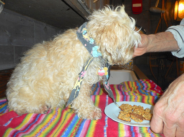 I enjoy feeding Nimble her oatmeal doggy snacks!