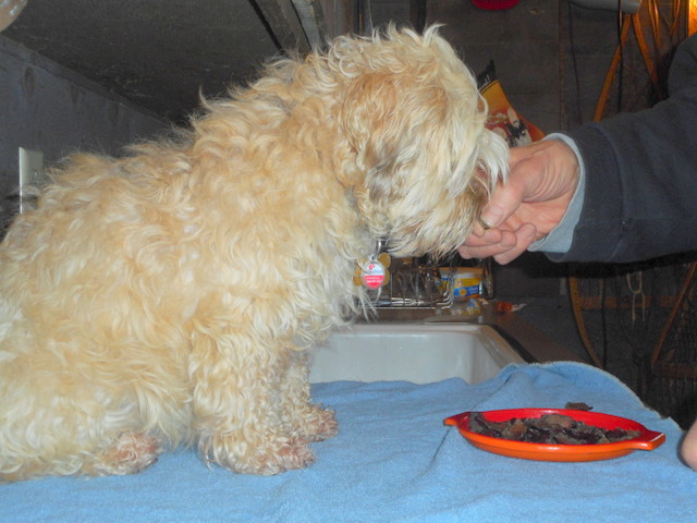 feeding-my-nimble-dog-liver-treats.jpg
