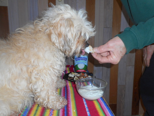 I'm feeding Nimble her yogurt-dipped home made sweet potato dog chew