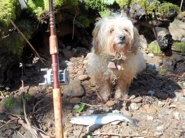 I'm catching fish for my dog's dinner