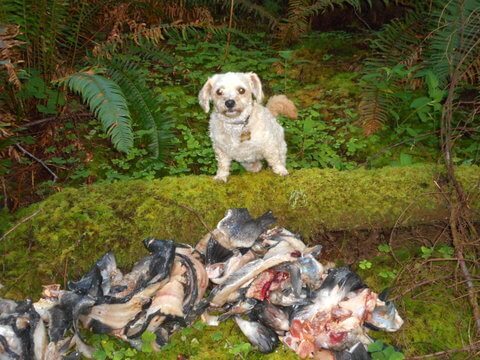 Can dogs eat fish?  These left-over fish carcasses were later gobbled up by the coyotes!