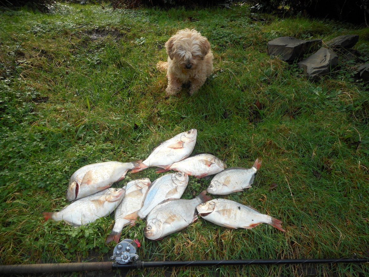 Fresh sea perch for dinner... real dog food quality!