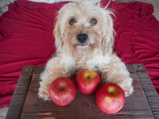 Nimble with her apples... fruits should be fed separate from vegetables for your dog