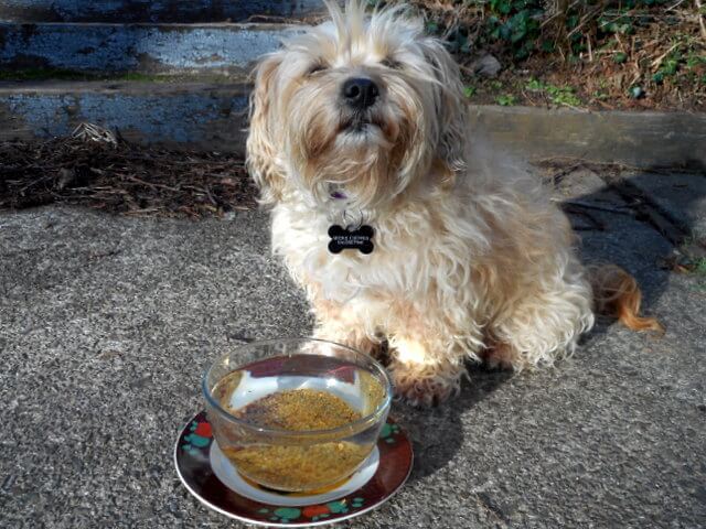 A dog drinking water in excess after eating dry commercial dog food might throw up this bowl of water