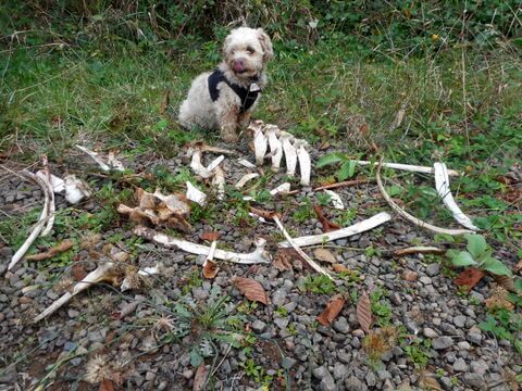 These elk bones Nimble found left over from the coyote feast tells us feeding dogs bones is healthy!