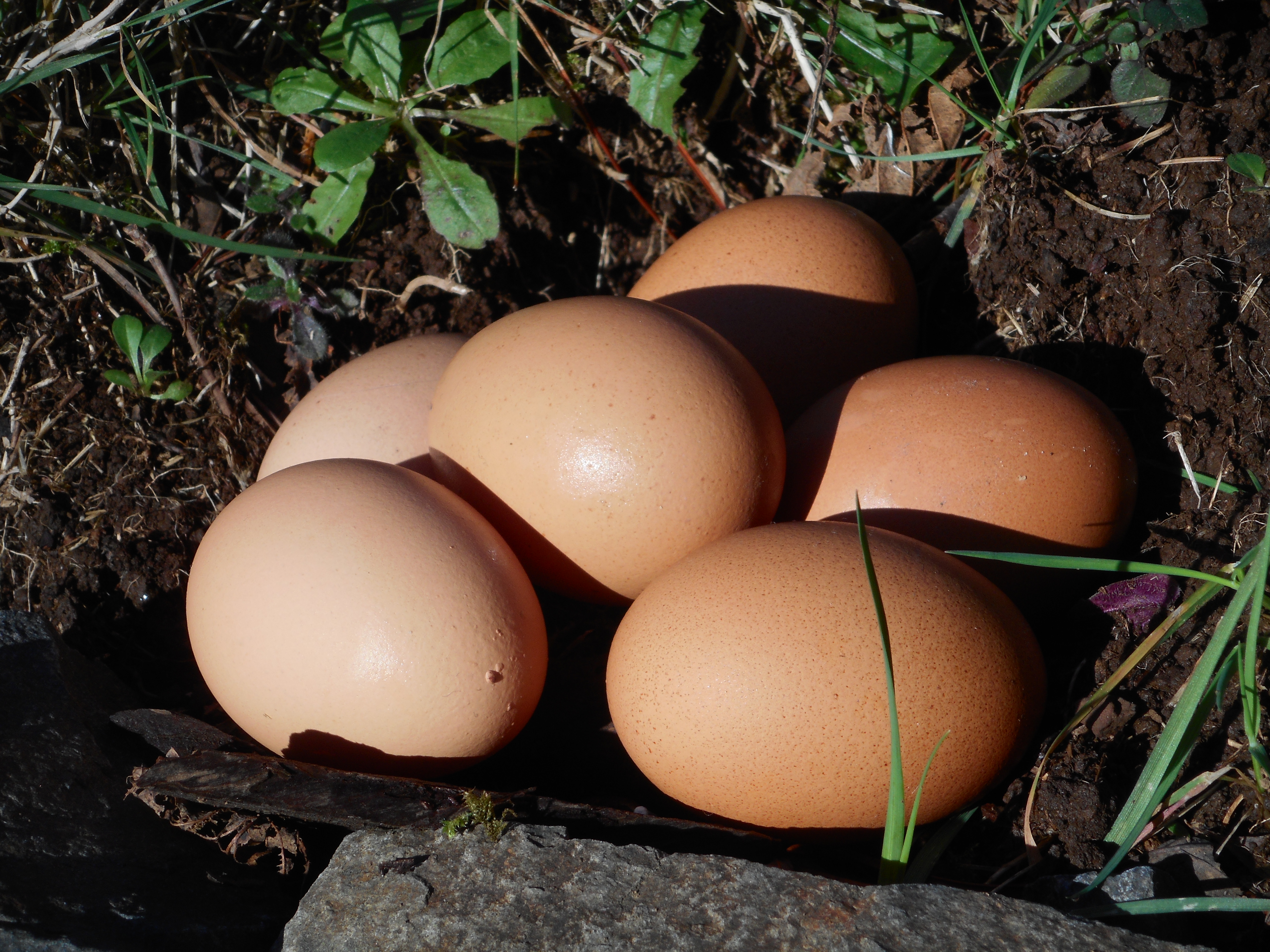 our-pasture-raised-eggs