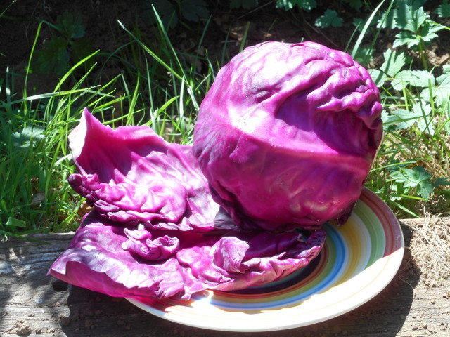 Add red cabbage and other colored vegetables for your dog