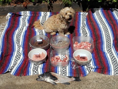 Some of Nimble's healthy dog food ingredients for the week... organic raw fish, lamb, chicken meaty bones and organ meat