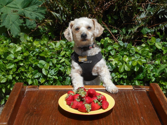 Vegetables for any dog can be supplemented with these strawberries and other fruits