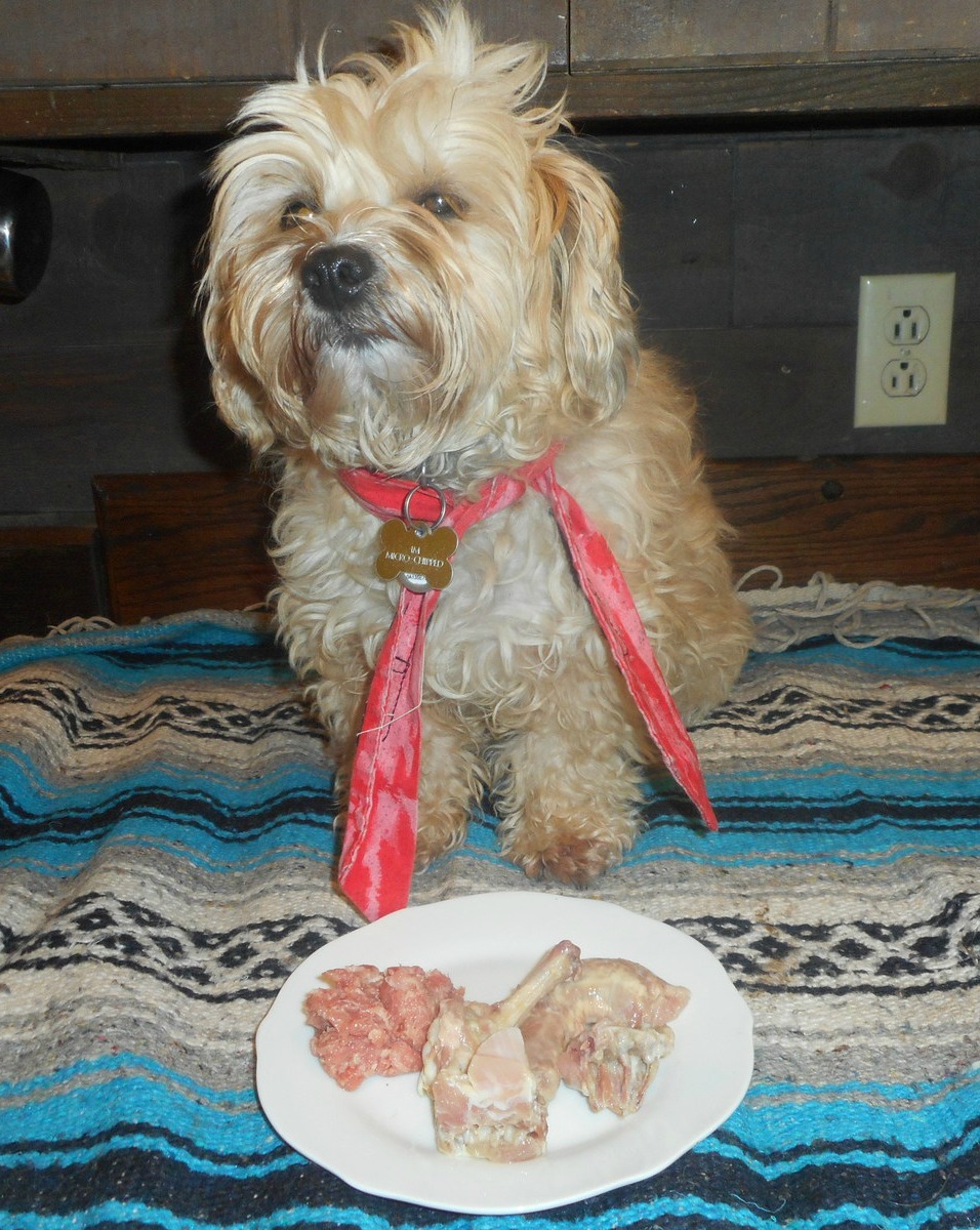 Organic lamb adds variety to Nimble's raw meat dog food diet!
