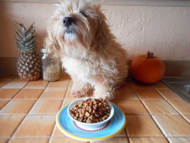 Nimble with a bowl of commercial dog food... the unhealty stuff she ate before I adopted her