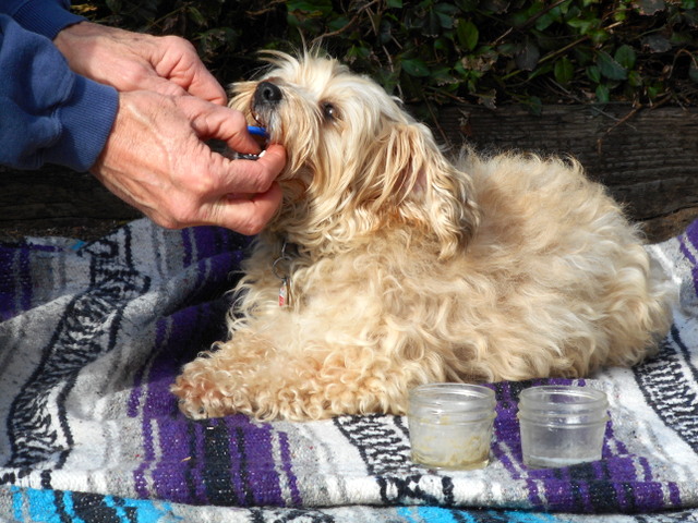 Cleaning my dog's teeth with her brand new toothbrush