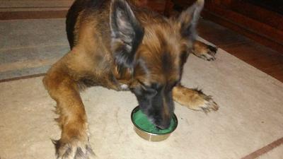 Sylvia's dog lapping up that healthy homemade power smothie dog treat!