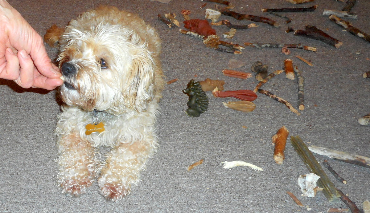 Nimble enjoys those home made doggy treats!