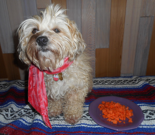 Nimble wants chopped carrots included in her home made dog birthday cake