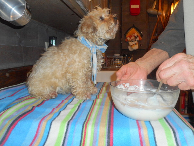 Nimble making sure I don't mix her yogurt dog snack ingredients too long!