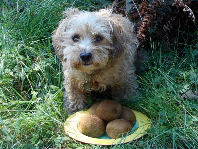 Fruit like these kiwifruit are important for good health... just like vegetables for your dog