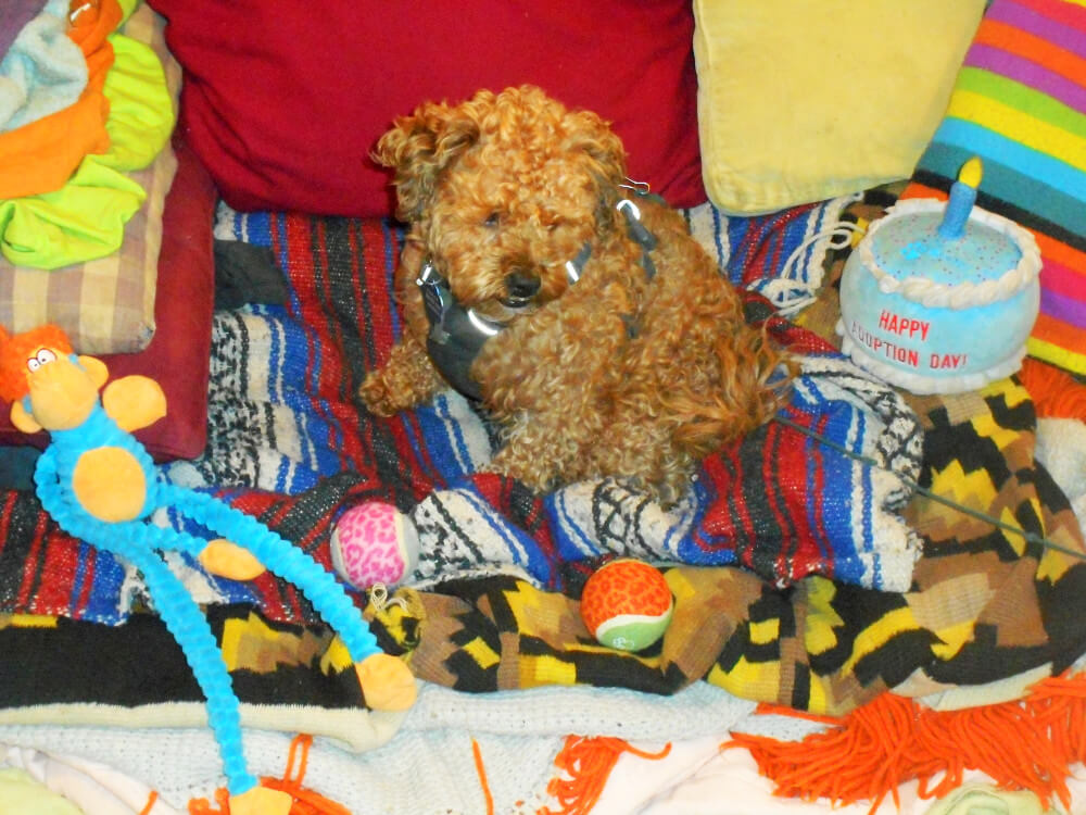 Meet my little Biscuit Doggie!