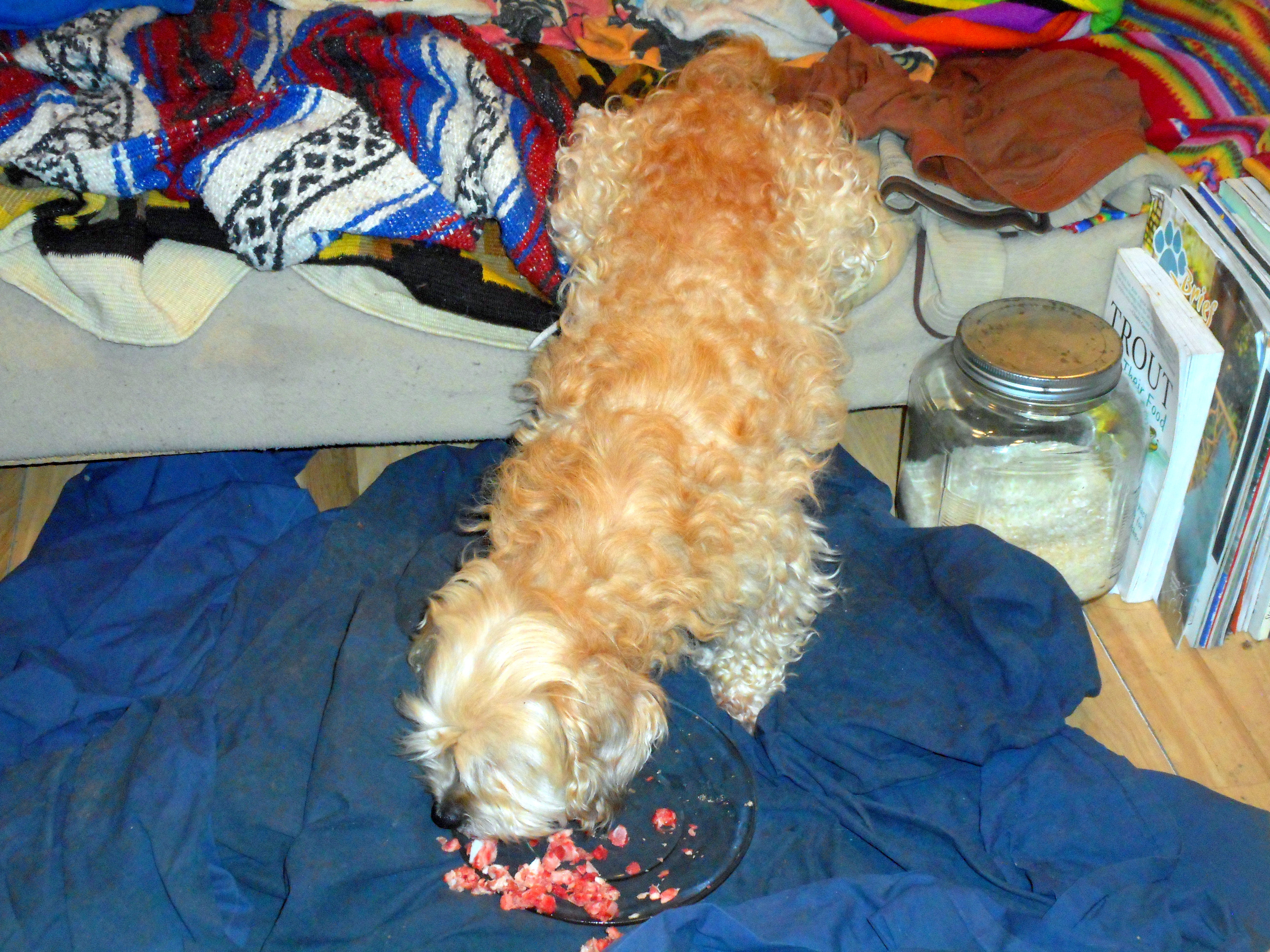 My dog is really enjoying her meaty bones My dog is really enjoying her meaty bones