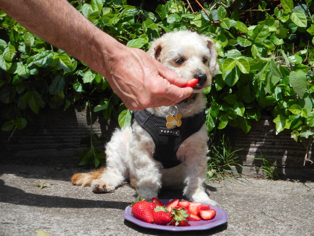 Your dog can eat strawberry slices as well as pureed...