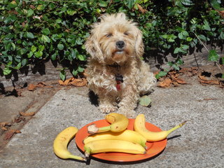 My dog with her bananas for healthy, homemade, delicious organic dog treats