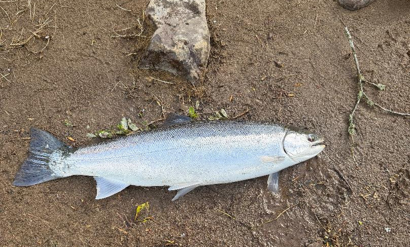I caught this nice fish