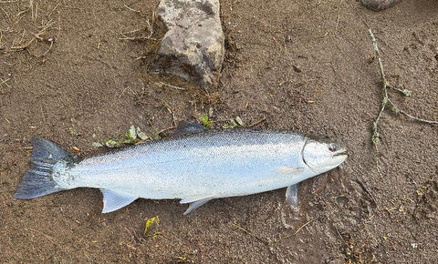 I caught this nice fish