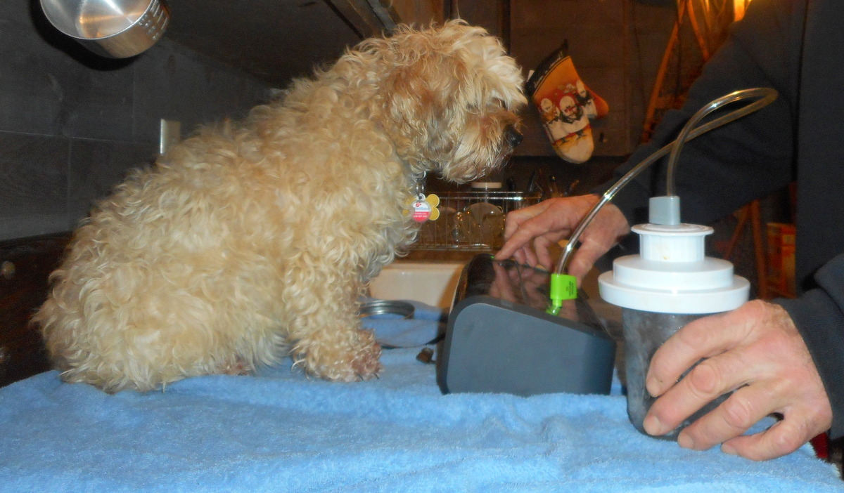 Nimble is making sure I vacuum seal her home made doggie treats properly!