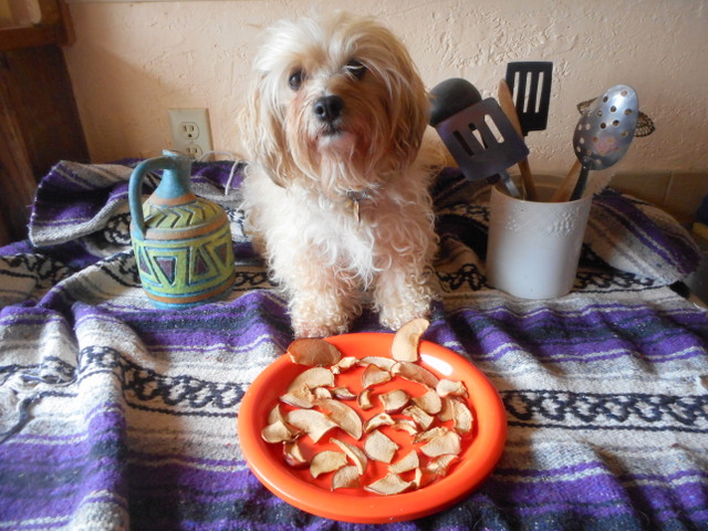 Although your dog can safely eat apples oven-dried, raw is most nutritious