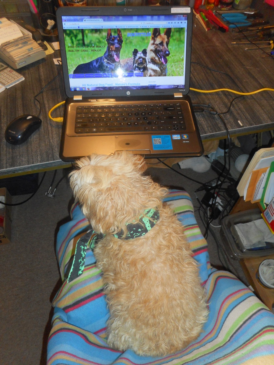 Nimble anxiously searches for new peanut butter dog treat ideas on computer!