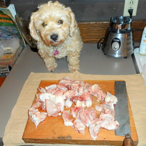 Nimble can't wait to feast on her premium quality dog food... yummy 100% free range organic meaty chicken bones!