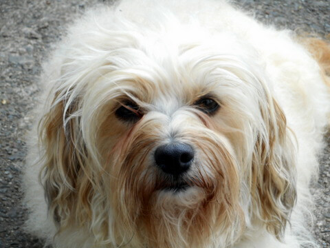 Nimble Doggy is explaining that eating smaller meals is healthier