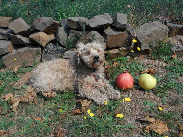Nimble eats apples and other fruits along with her vegetables for a healthier dog!