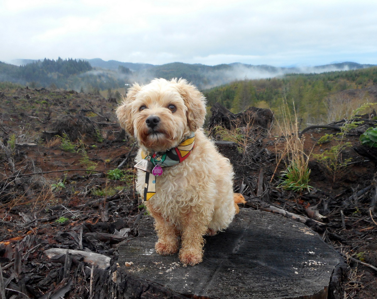 Nimble posing for picture on top of stump... probably thinking about her safe dog chews at home!