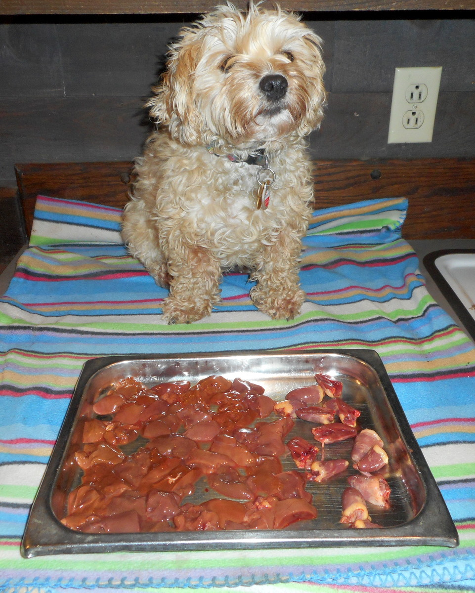 Nimble standing guard over her raw, natural, organic chicken liver and heart treats. She said it's ok to bake 'em!