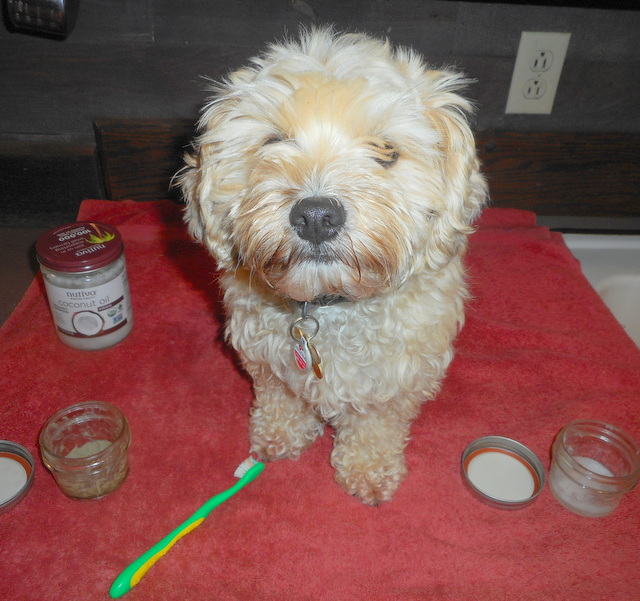 My dog is anxiously waiting for me to brush and oil her clean pearly whites!