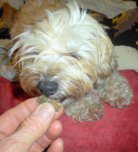 Rewarding Nimble with a liver treat... good job taking yogurt treat photos!