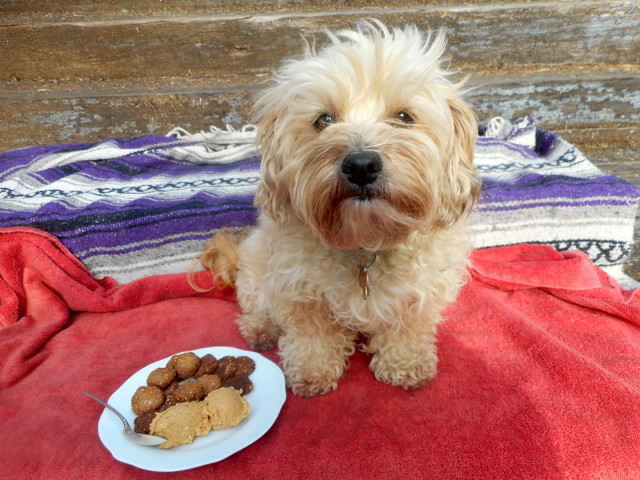 nimble-showing-you-peanut-butter-for-dogs-is-ok.jpg