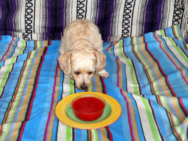 Your dog can eat pureed strawberries from her favorite bowl