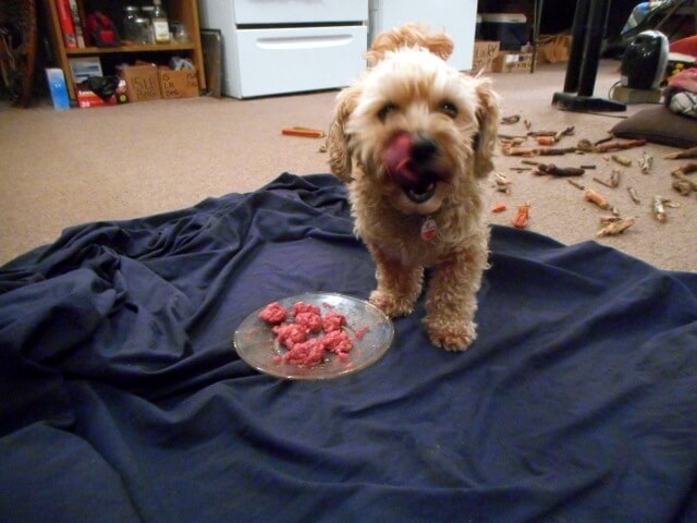 Nimble is enjoying her raw dog food... homemade raw meaty bones ground up and served as meatballs