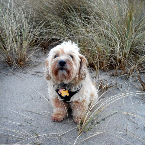 Dogs should eat vegetables so they can be healthy like Nimble!