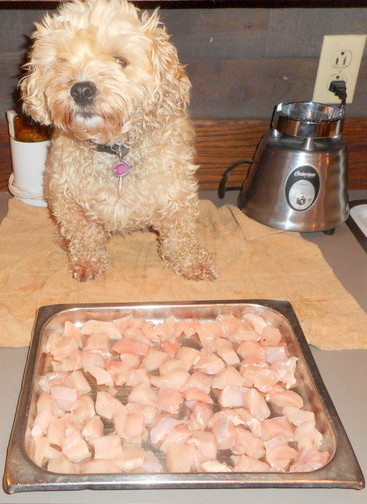 Nimble's excellent health is perfect proof that dogs can eat chicken... even cooked once in a while!