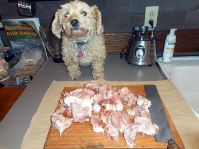 Want to eliminate unwanted dog food reactions?  Feed this organic, free-range chicken Nimble is showing you!